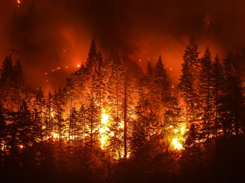 fire burning trees in forest
